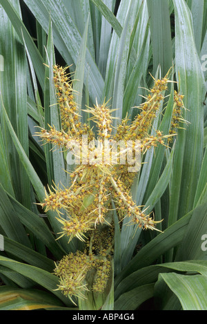 Astelia Chathamica Syn eine C Silber-Speer-Blume Stockfoto