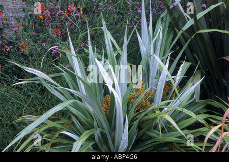 Astelia Chathamica, Sy A.c.'Silver Speer ", Blume, Blattpflanze Astelias Stockfoto