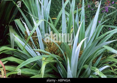 Astelia Chathamica, "Silber-Speer", in Blüte, Blattpflanze astelias Stockfoto