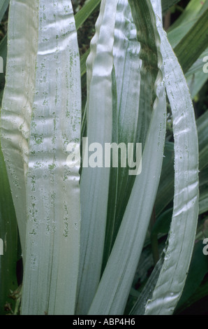 Astelia Chathamica Syn eine C Silber-Speer Blattpflanze Stockfoto