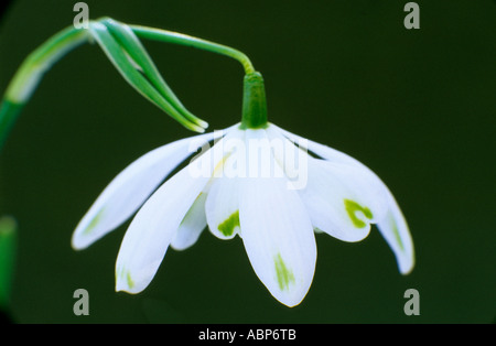 Galanthus Nivalis 'Octopussy', Snowdrop Schneeglöckchen Stockfoto