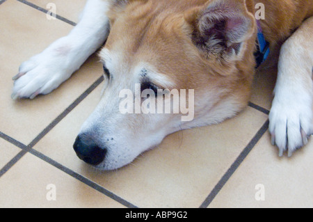 glücklicher Hund liegend auf kühlen Fliesenboden Stockfoto