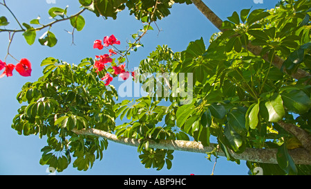 Schefflera Baum oder Umbrella Tree mit Bougainvillea-Blüten Stockfoto