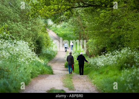 Applying Menschen Spaziergang entlang eines Pfads in West Bergholt Bluebell Woods, in der Nähe von Colchester, Britains älteste aufgezeichnete Stadt. Stockfoto