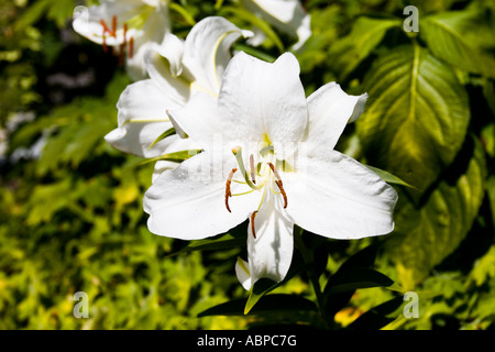 Lilium Casa Blanca ist eine langlebige und duftenden Lilium eine wahre Staude in Chanticleer Garten Stockfoto