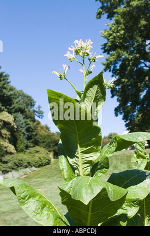 Tabakpflanze in Serpentin Chanticleer Garten blüht Stockfoto