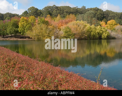 HERBST FARBE IN DEN BÄUMEN AM BOTANISCHEN GARTEN, MOUNT LOFTY, ADELAIDE, SÜDAUSTRALIEN Stockfoto