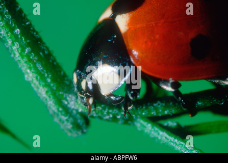Seven-Spot Ladybird, Coccinella Septempunctata. Kopf-Nahaufnahme Stockfoto