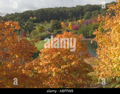 HERBST FARBE IN DEN BÄUMEN AM BOTANISCHEN GARTEN, MOUNT LOFTY, ADELAIDE, SÜDAUSTRALIEN Stockfoto