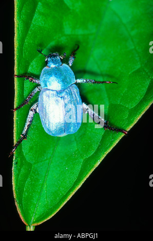 Himmelblauen Chafer Käfer, Hoplia Caerulea. Auf Blatt Stockfoto