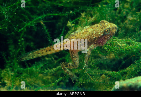 Hebamme-Kröte, Alytes Obstetricans. Kaulquappe mit Beine unter Wasser Stockfoto