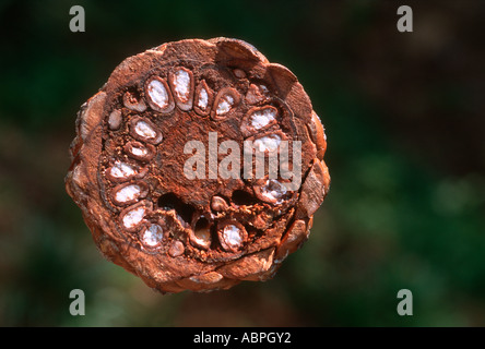 Mediterrane Kiefer, Pinus pinea. Halb geschnittener Kegel mit Muttern innen Stockfoto