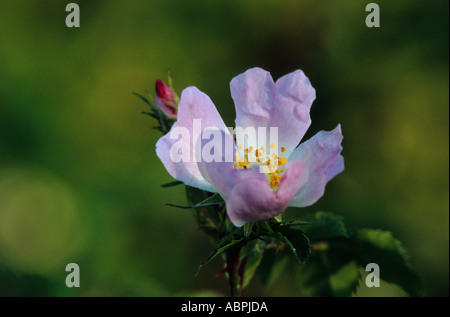 Nahaufnahme von Dog Rose Blume Stockfoto