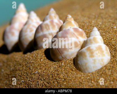 5 schöne Muscheln in Folge Stockfoto