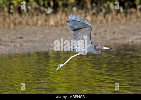 Kleine blaue Reiher im Flug Stockfoto