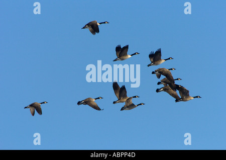 Kanadagans Branta Canadensis fliegen in Formation über ein Michigan Feuchtgebiet Stockfoto