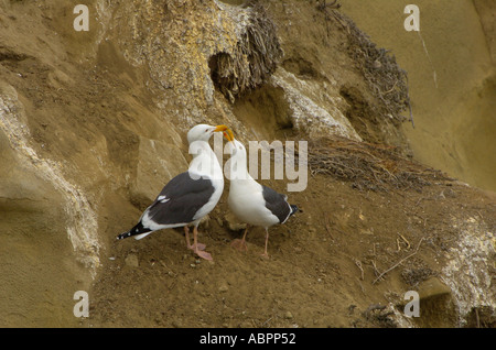 Westlichen Möwen Larus Occidentalis beginnen Balz in der Nähe von ihren Nistplatz auf einer Felswand in La Jolla, Kalifornien Stockfoto