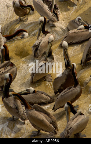 Eine Kolonie von braune Pelikane Pelecanus Occidentalis sammelt über eine Felswand in La Jolla, Kalifornien Stockfoto