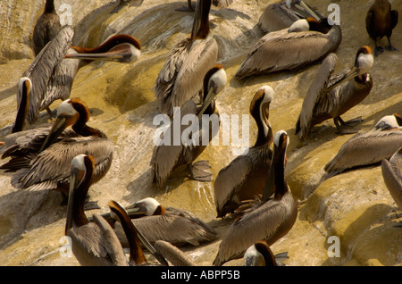 Eine Kolonie von braune Pelikane Pelecanus Occidentalis sammelt über eine Felswand in La Jolla, Kalifornien Stockfoto