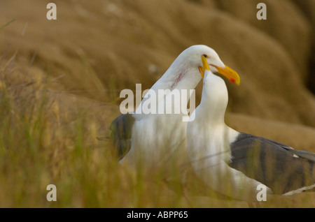 Zwei westlichen Möwen führen ihre umwerben Ritual der freundlichen Bisse und Picks in der Nähe von ihren Nistplatz auf einer Klippe in La Jolla, CA USA Stockfoto