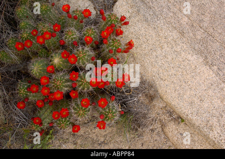 Ein Cluster von Claret Cup-Kaktus wächst in einer kleinen Felsen Schlucht im Joshua Tree National Park in Kalifornien Stockfoto