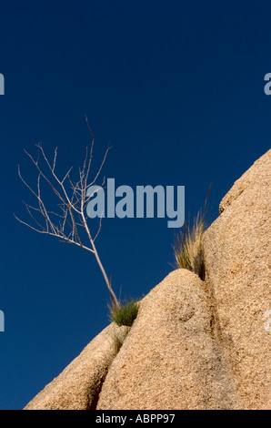 Ein kleiner Haken befestigt an einer Klippe in Joshua Tree Nationalpark Kalifornien Stockfoto