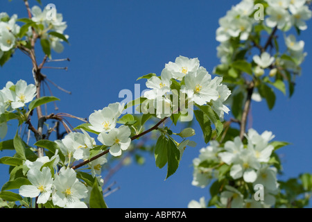 Apfelbaum blüht gegen blauen Himmel Stockfoto