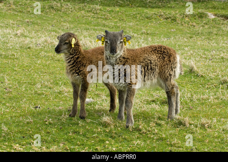 Hausschafe, Soay Twin Lämmer, Ohr-Tag-Projekt-Marken, Hirta, St. Kilda, Western Isles, Schottland, Frühling Stockfoto