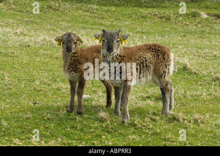 Soay Schafe Lämmer, Ovis Aries, Frühling, Hirta, St Kilda, Western Isles, Schottland, UK, Europa Stockfoto