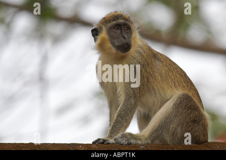 Eine weibliche grün (Vervet) Affe sitzt auf einem Felsvorsprung Stockfoto