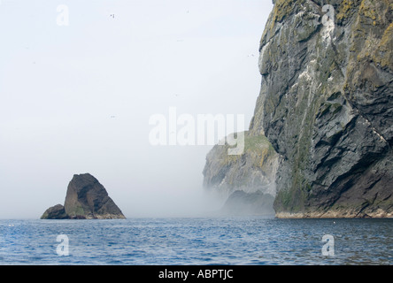 Cliff Boreray, St Kilda Archipel, äußeren Hebriden, Western Isles, Schottland, UK, Europa Stockfoto