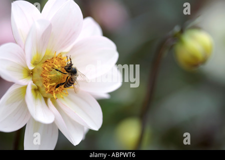 Kap-Honigbiene sammelt Nektar weiße Dahlie Blüte Stockfoto