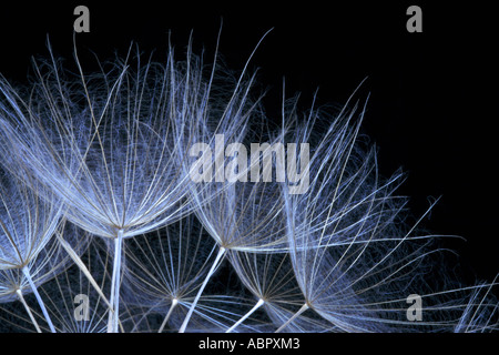 Extreme Nahaufnahme von Samen auf Löwenzahn Samen Kopf Stockfoto