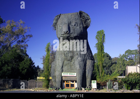 Riesen Koala Dadswells Bridge Victoria Australien Stockfoto