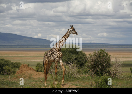 Einsame Wanderung entlang der Kante des Lake Manyara giraffe Stockfoto