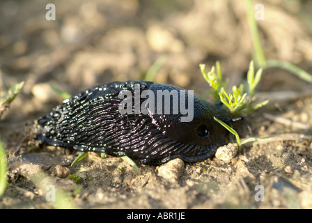 Große schwarze Schnecke Arion Ater Familie Arionidae Wirbellosen Stockfoto