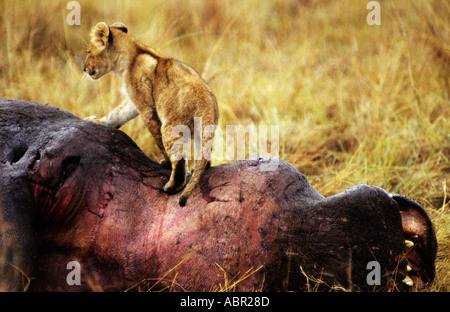 Massai Mara Game Reserve, Kenia. Löwe (Panthera Leo) Cub auf einen Toten Nilpferd Kadaver. Stockfoto