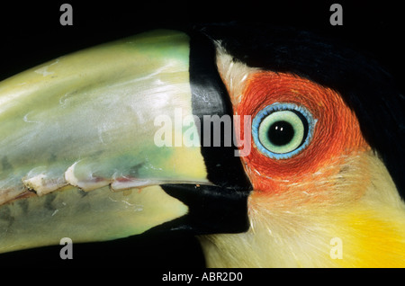 Amazonas, Brasilien. Nahaufnahme des Auges und oberen Schnabels ein Red-breasted Tukan (Ramphastos Dicolorus). Stockfoto