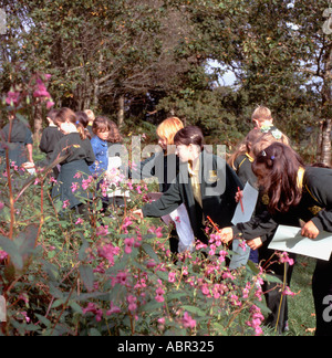 Schülerinnen und Schüler auf Schule Reise nach Gelli Aur Park Blick auf Drüsige Springkraut "Impatiens Glandulifera" Wales UK KATHY DEWITT Stockfoto