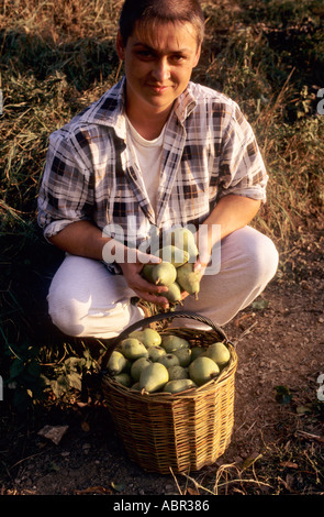 Usti Nad Labem, Tschechische Republik. Bauer mit seiner Ernte der Birnen in einem Korb. Stockfoto