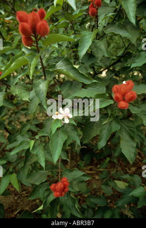 Amazonas, Brasilien. Urucum (Bixa Orellana, Annatto, Achiote) Pflanze mit zarten rosa Blüten und stachelige rote Samenkapseln. Stockfoto