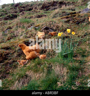 Freibereich Bio Hennen Mutter Henne und Baby Küken Hühner Roaming am Hang mit Narzissen Frühling Llanwrda Carmarthenshire Wales Großbritannien KATHY DEWITT Stockfoto