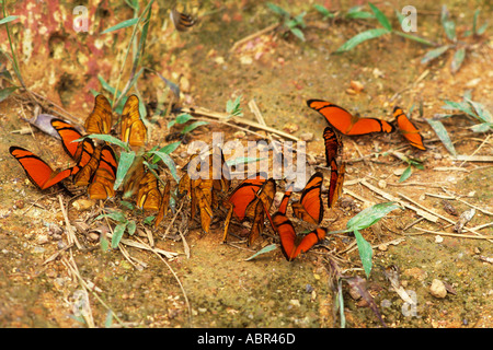 Bundesstaat Para, Brasilien. Dryas Iulia Heliconid Schmetterling mit roten und schwarzen Flügeln; A-Ukre, Terra Indígena Xingu. Stockfoto