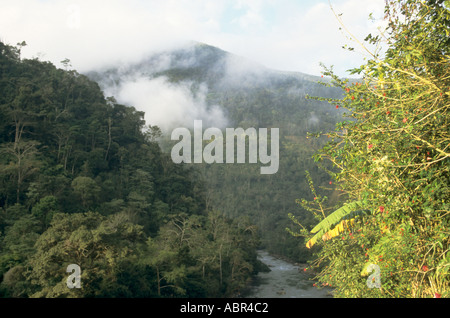 Peru. Nebelwald über Peru nach Bolivien-Grenze. Stockfoto