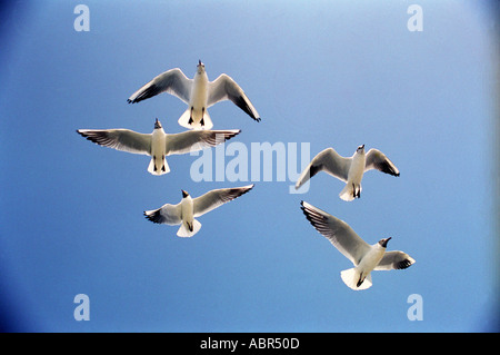 Fünf weiße Vögel Möwen fliegen gegen blauen Himmel Mumbai Indien Stockfoto