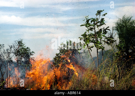 Amazonas, Brasilien. Brennen von Regenwald, Land für die Landwirtschaft zu löschen. Stockfoto