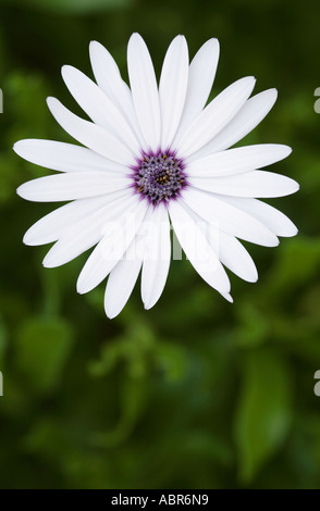 Perfekte weiße Osteospermum Ecklonis erschossen Daisy von oben Stockfoto