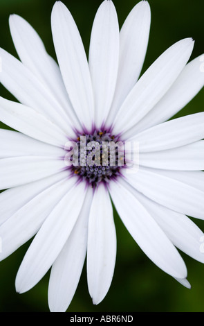 Perfekte weiße Osteospermum Ecklonis erschossen Daisy von oben Stockfoto