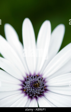 Perfekte weiße Osteospermum Ecklonis erschossen Daisy von oben Stockfoto