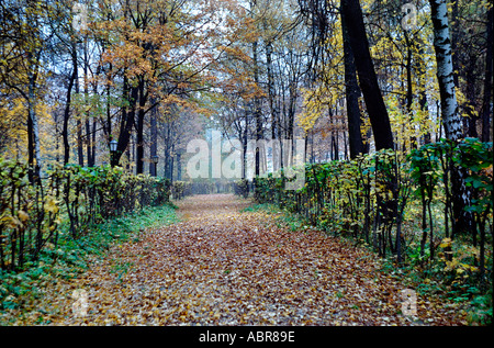 Herbst Ahorn Baum Gasse im Herrenhaus Museum Kuskowo Moskau Russland Stockfoto